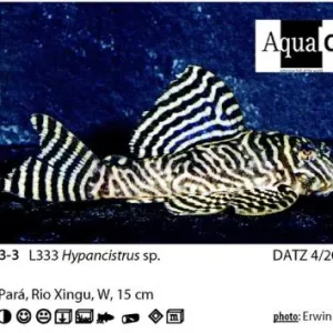 L - 333 Hypancistrus sp. Weissstreifen Ancistrus Highlight