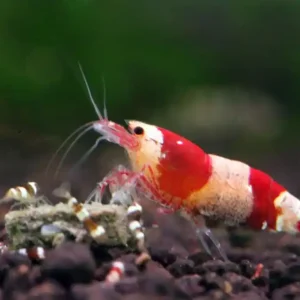 Caridina sp. Mosura crystal shrimp / Mosuragarnele Top-Angebot