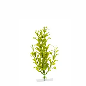 JK Hygrophila klein 18 - 21 cm Neu Im Sortiment
