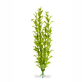 JK Hygrophila mitte 25 - 28 cm Neue Kollektion