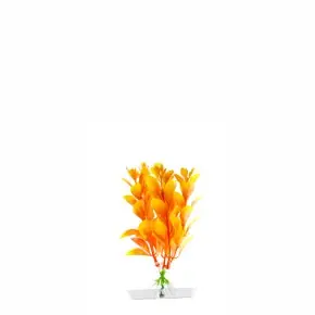 Heißes Angebot JK Orange Ludwigia mini 13-16 cm