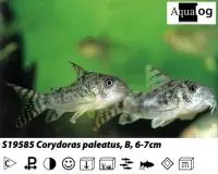Kracherpreis Corydoras paleatus / Marmorierter Panzerwels