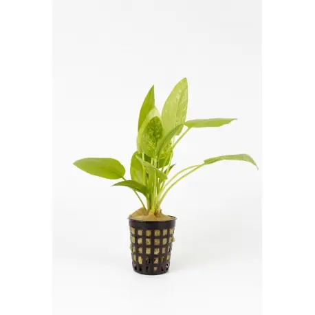 Begrenztes Angebot Pflanzenkollektion Echinodorus MIX blaue Marke (5 St.)