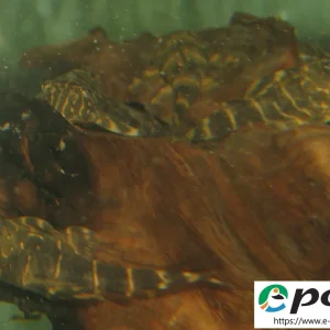 Günstig LDA - 22 Panagolus maccus Geringtes Pleco CZNZ