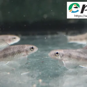 Garra spilota / Saugbarbe punktiert Neu