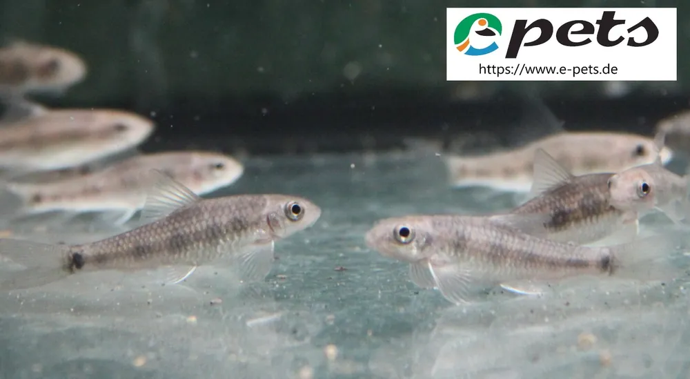 Garra spilota / Saugbarbe punktiert Neu