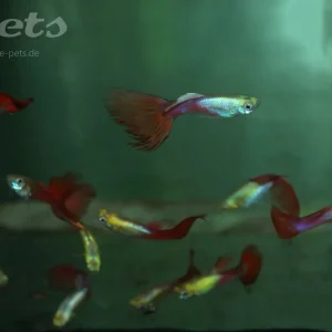 Billig Guppy red tail gold head male / Guppy männl. rot goldkopf