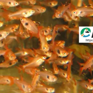 Direktkauf Megalamphodus sweglesi / Roter Phantomsalmler
