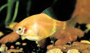 Barbus tetrazona albino / Albino Sumatrabarbe mit roten Augen Must-Have