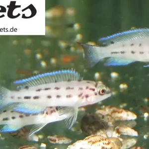Chalinochromis ndobhoi / Zügelbuntbarsch Schnäppchen
