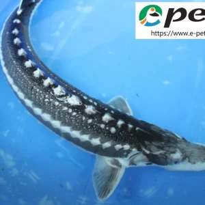 Acipenser stellatus / Sternhausen Sonderaktion