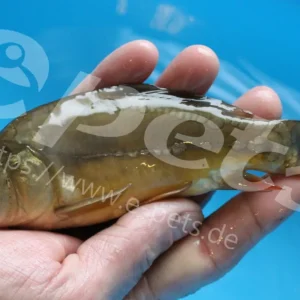 Cyprinus carpio / Spiegelkarpfen Super-Preis