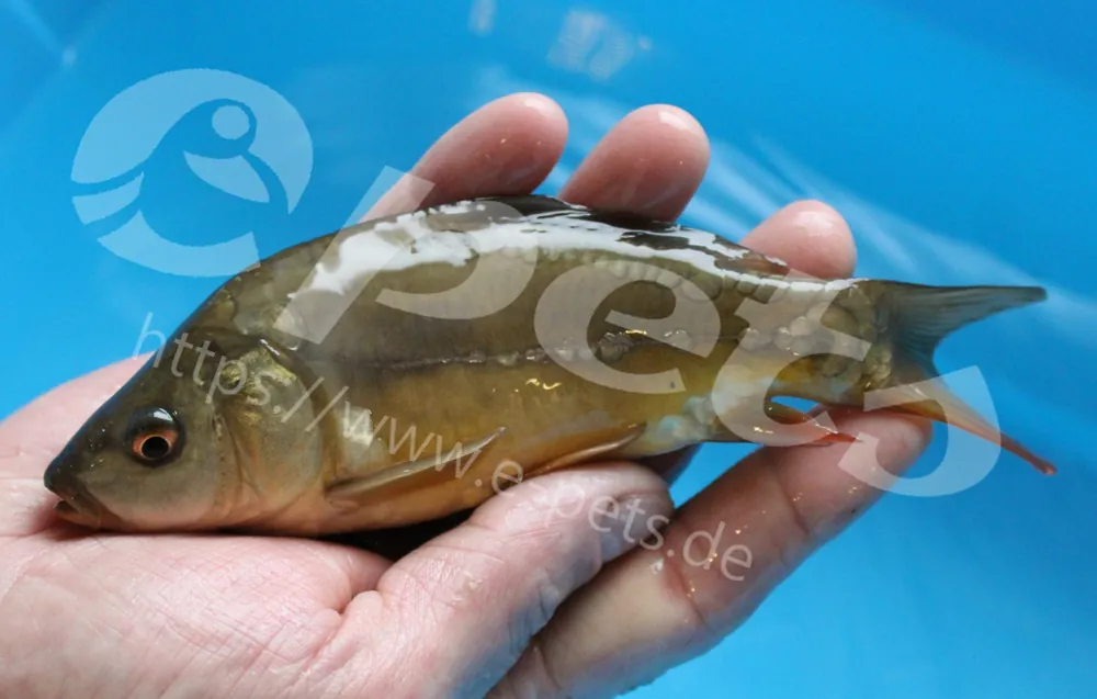 Cyprinus carpio / Spiegelkarpfen Super-Preis