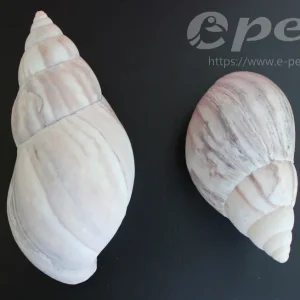 Sofort Bestellen Empty shell - native / Schneckenhaus natur kleiner