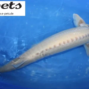 Acipenser ruthenus albino / Albino Stör / Sterlet Angebot