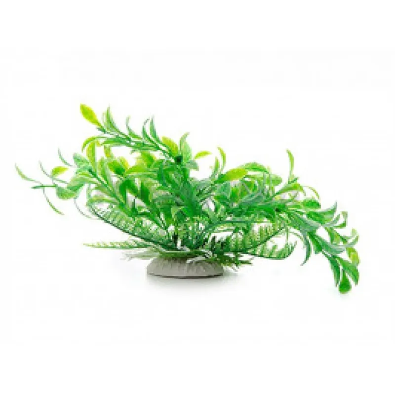 JK Ludwigia green 14 - 17cm Zertifiziert