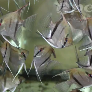 Pterophyllum Rio Negro WFNZ / Skalar Rio Negro Saisonangebot