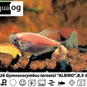 Gymnocorymbus ternetzi gold Trauermantelsalmler albino- Top-Preis
