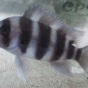 Cyphotilapia frontosa / Tanganjika Beulenkopf Top-Angebot
