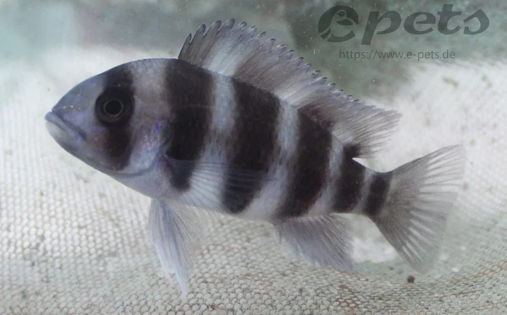 Cyphotilapia frontosa / Tanganjika Beulenkopf Top-Angebot