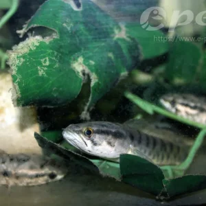 Channa punctata Aktuell