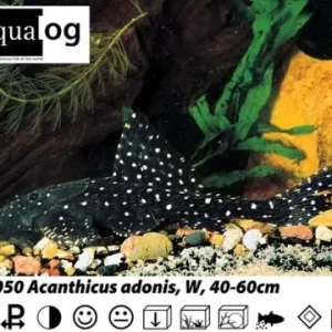 L - 155 Acanthicus adonis / Altamira-Acanthicus punktiert Sale