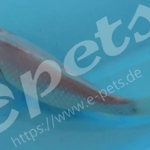 Carassius auratus white / Goldfisch weiss Beliebt