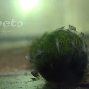 Günstig Neocaridina davidi green jade