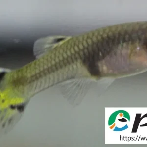 Zertifiziert Guppy Grün /Poecilia reticulata cobra green male CZ
