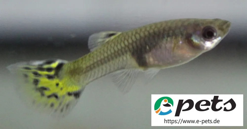 Zertifiziert Guppy Grün /Poecilia reticulata cobra green male CZ
