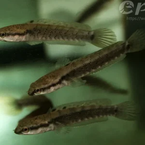 Channa pulchra /Beautiful snakehead fish Top-Seller