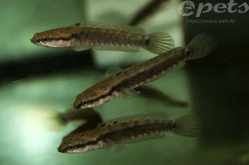 Channa pulchra /Beautiful snakehead fish Top-Seller