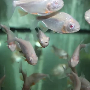 Highlight Colossoma / Piaractus brachypomus albino