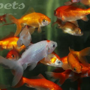 Caras.auratus schleier WAKIN Must-Have