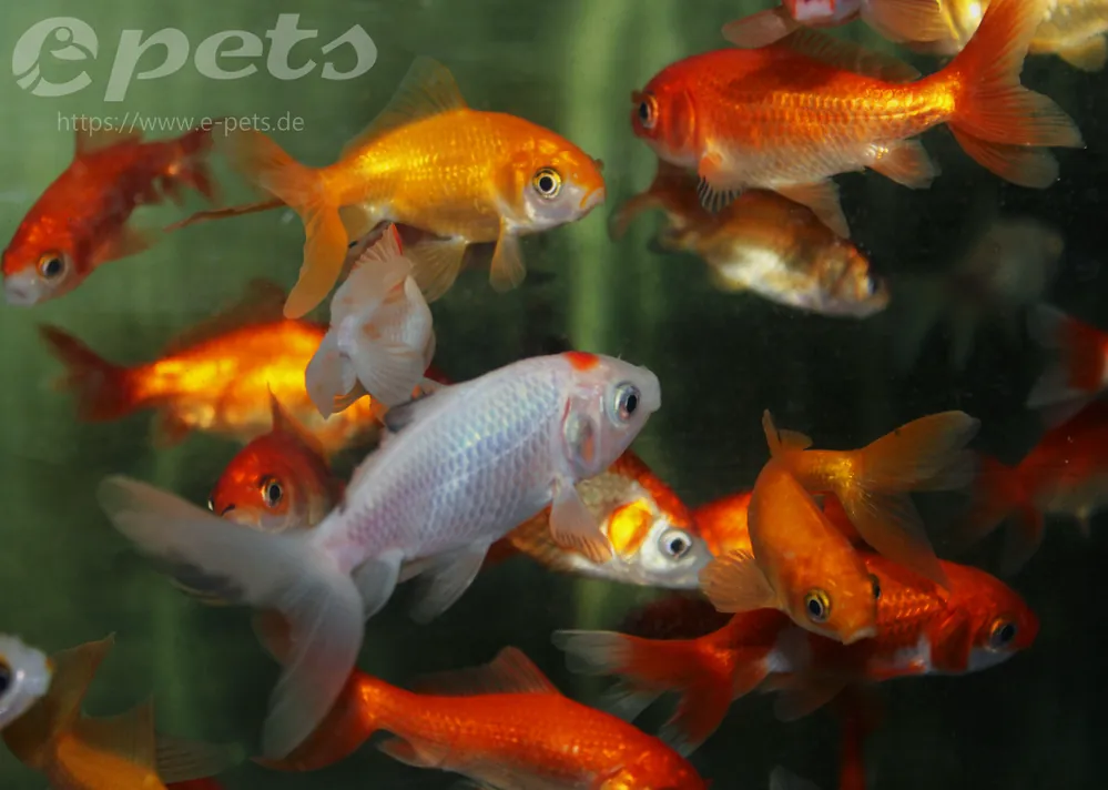 Caras.auratus schleier WAKIN Must-Have