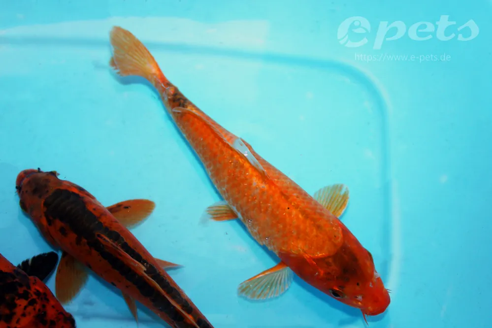 Markenprodukt Karp koi red CZ