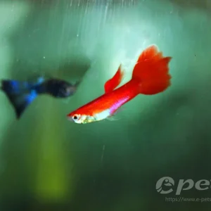 Guppy red blonde male / Guppy männl. hellrot Markenprodukt