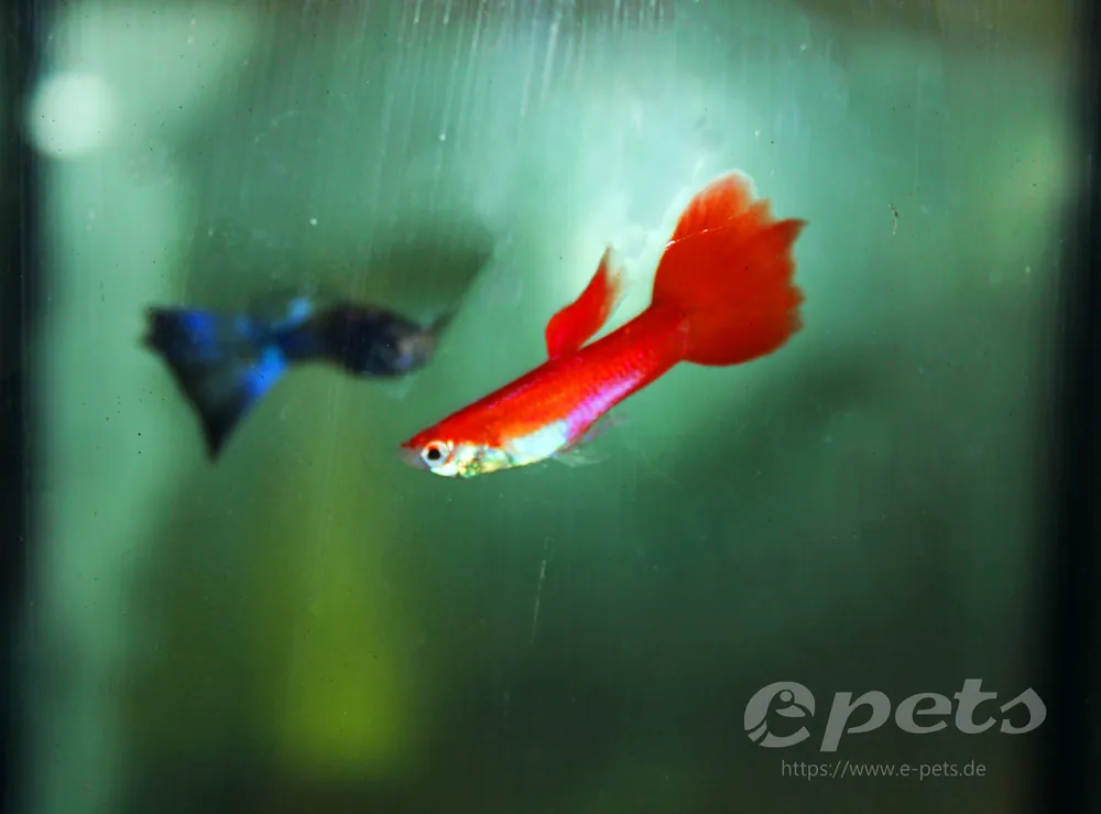 Guppy red blonde male / Guppy männl. hellrot Markenprodukt