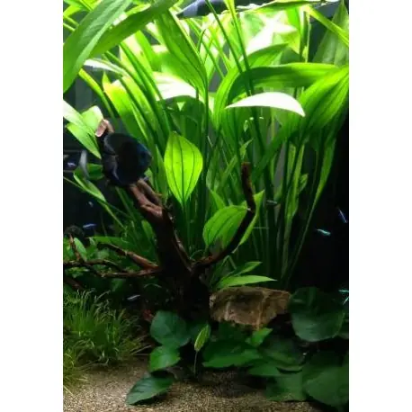Echinodorus MIX Super-Preis