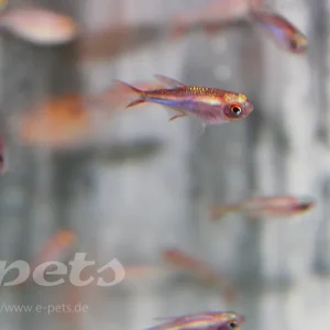 Knallerangebot Hyphessobrycon wadai