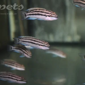 Highlight Chalinochromis popelini