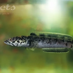 Channa limbata /Schlangenkopf Aktuell