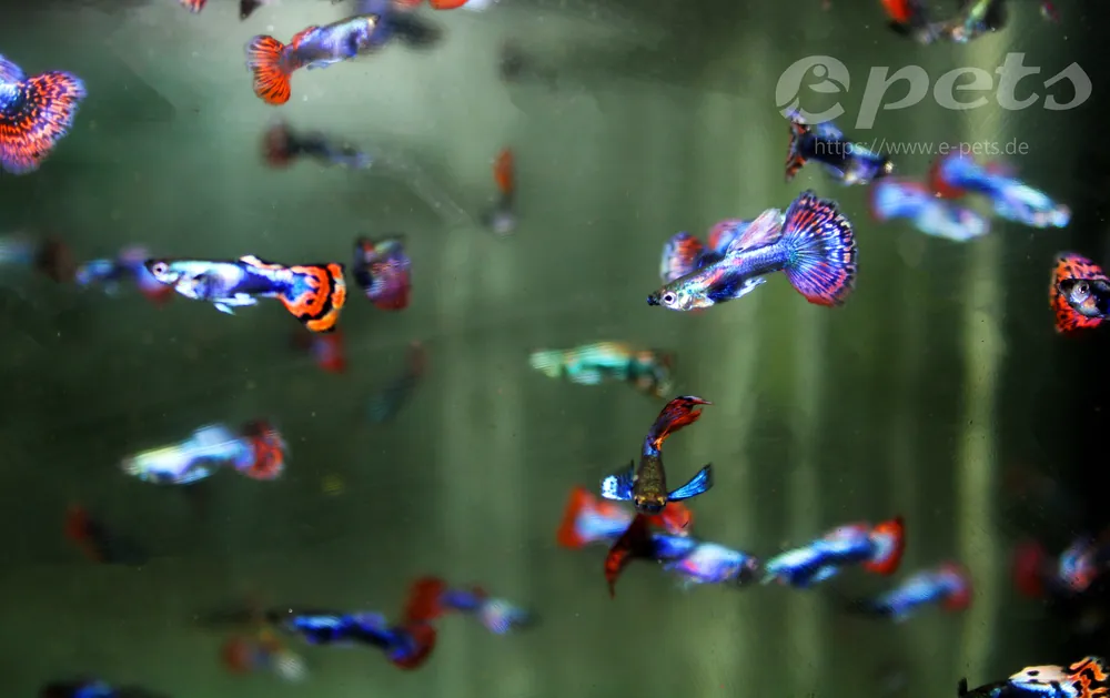 Schnäppchen Poecilia reticulata dumbo red / Guppy elephantohr knallrot