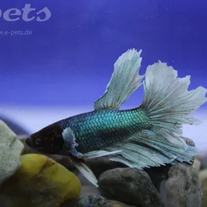 Betta Jumbo-9 Heißes Angebot