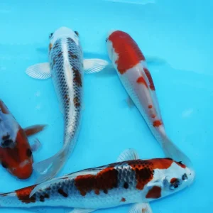 Aktuell Tosai MIX:Gosanke,Asagi,Shiroutsuri,Kujaku,Gin matsuba.Kin Matsuba...(Hosokai farm)