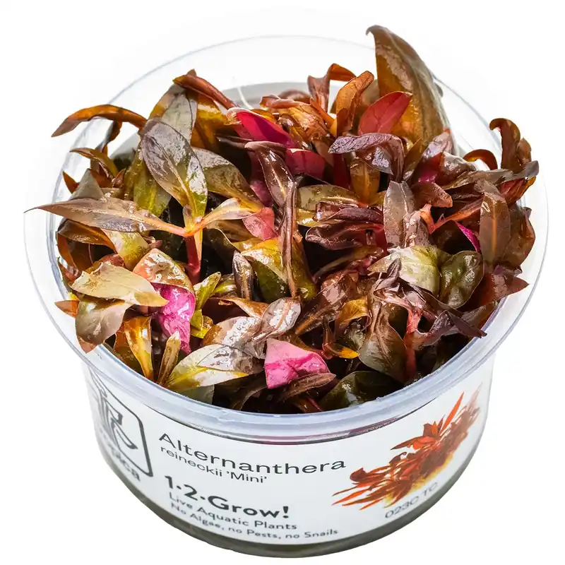 Alternanthera reineckii ‚Mini‘ – Mini-Papageienblatt – in Vitro – 1-2-Grow! Direktkauf