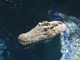 Billig Krokodil Kopf Swimmingpool Party Gag