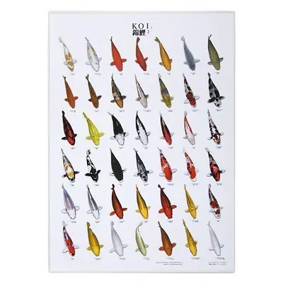 Koi Poster 2 (96 x 69cm) Kracherpreis