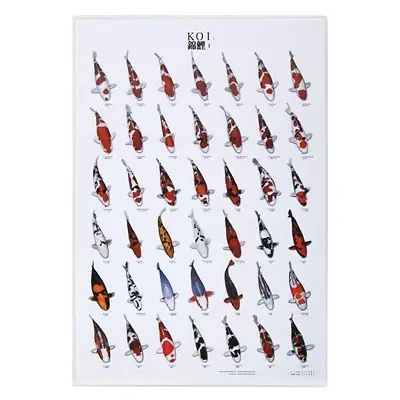 Koi Poster 1 DIN A 4 (21 x 29 Versand Am Gleichen Tag