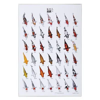 Beliebt Koi Poster 3 DIN A 4 (21 x 29
